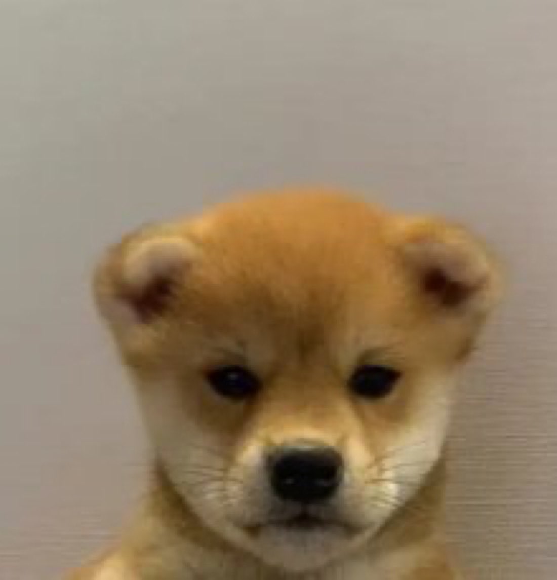CoinManonSol's tweet photo. $bonk $shiba $doge $wif are all inu.

Crazy to think about….

37h8PKTL5uUeZrq5QviBAMhSmzCu891CcTFGqNyRbonk https://t.co/2nDGaSGSDV