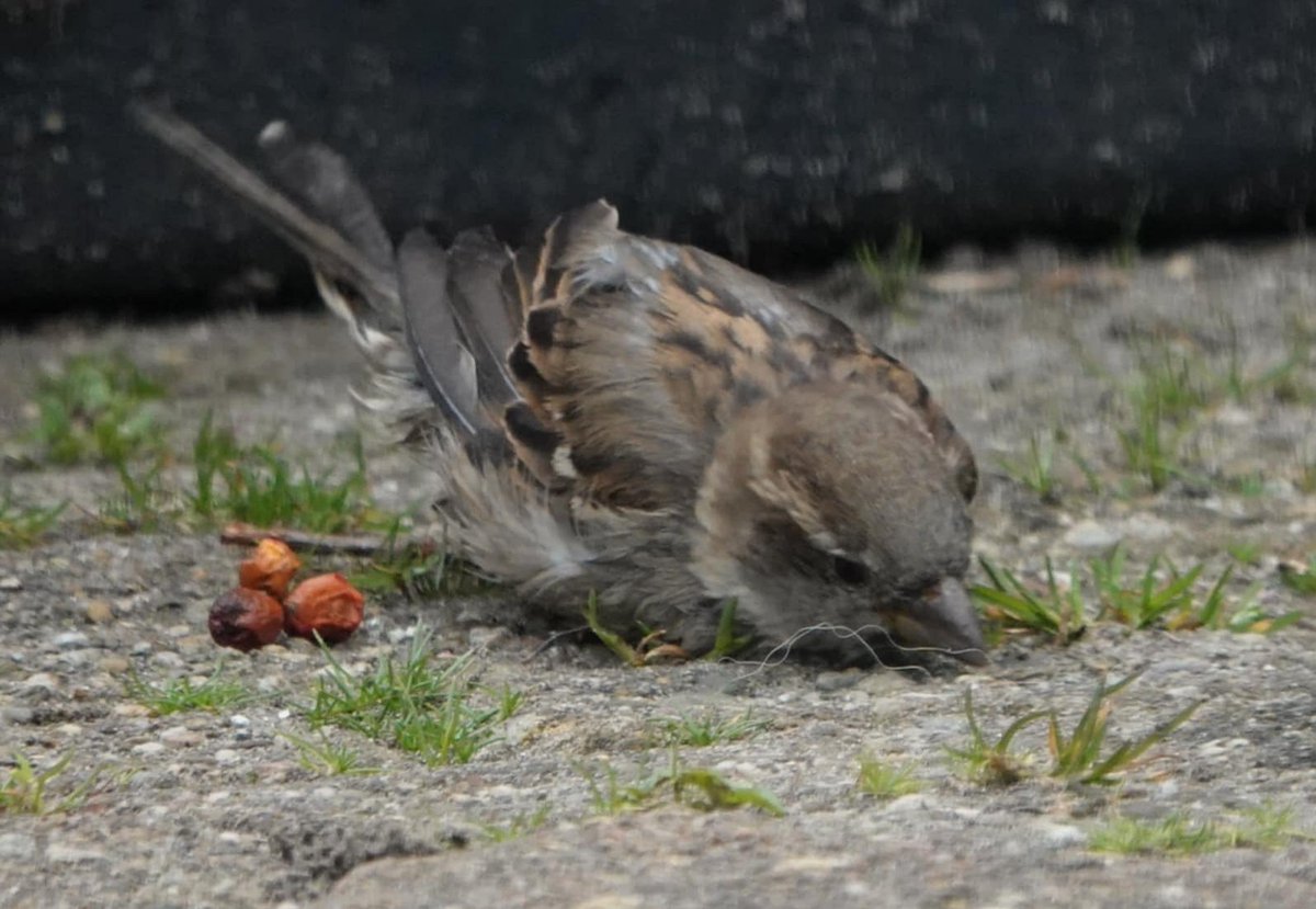 Marja 🙋 tweet media