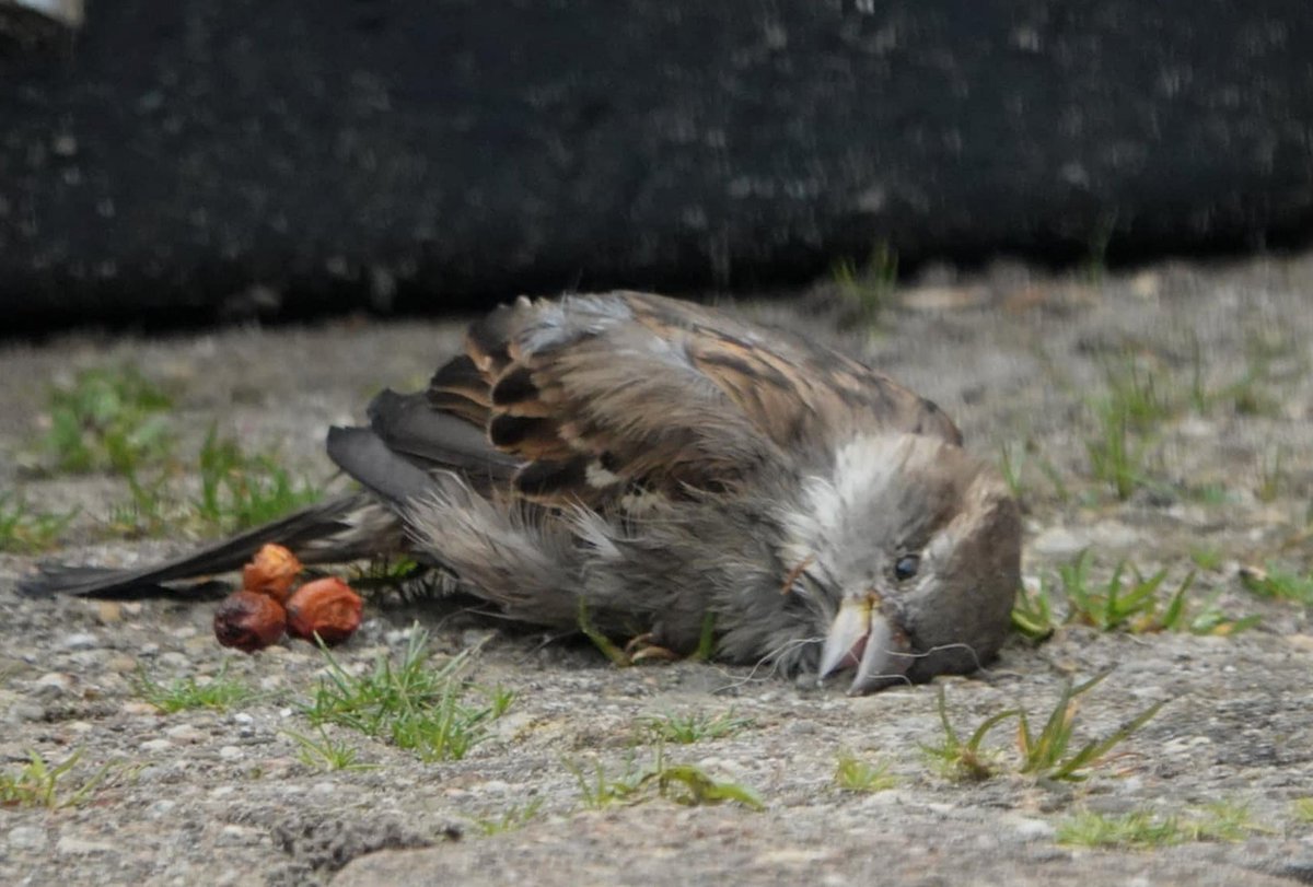 Marja 🙋 tweet media