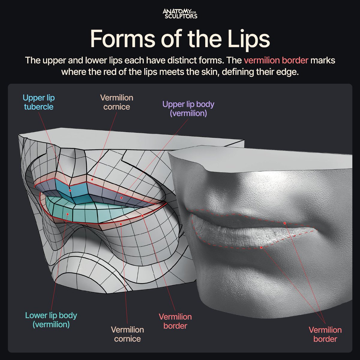 A4Sculptors's tweet image. If something feels off when making the lips, you might be making them too symmetrical. They’re not. The upper and lower lips are different shapes. #anatomy #3dmodeling #characterdesign