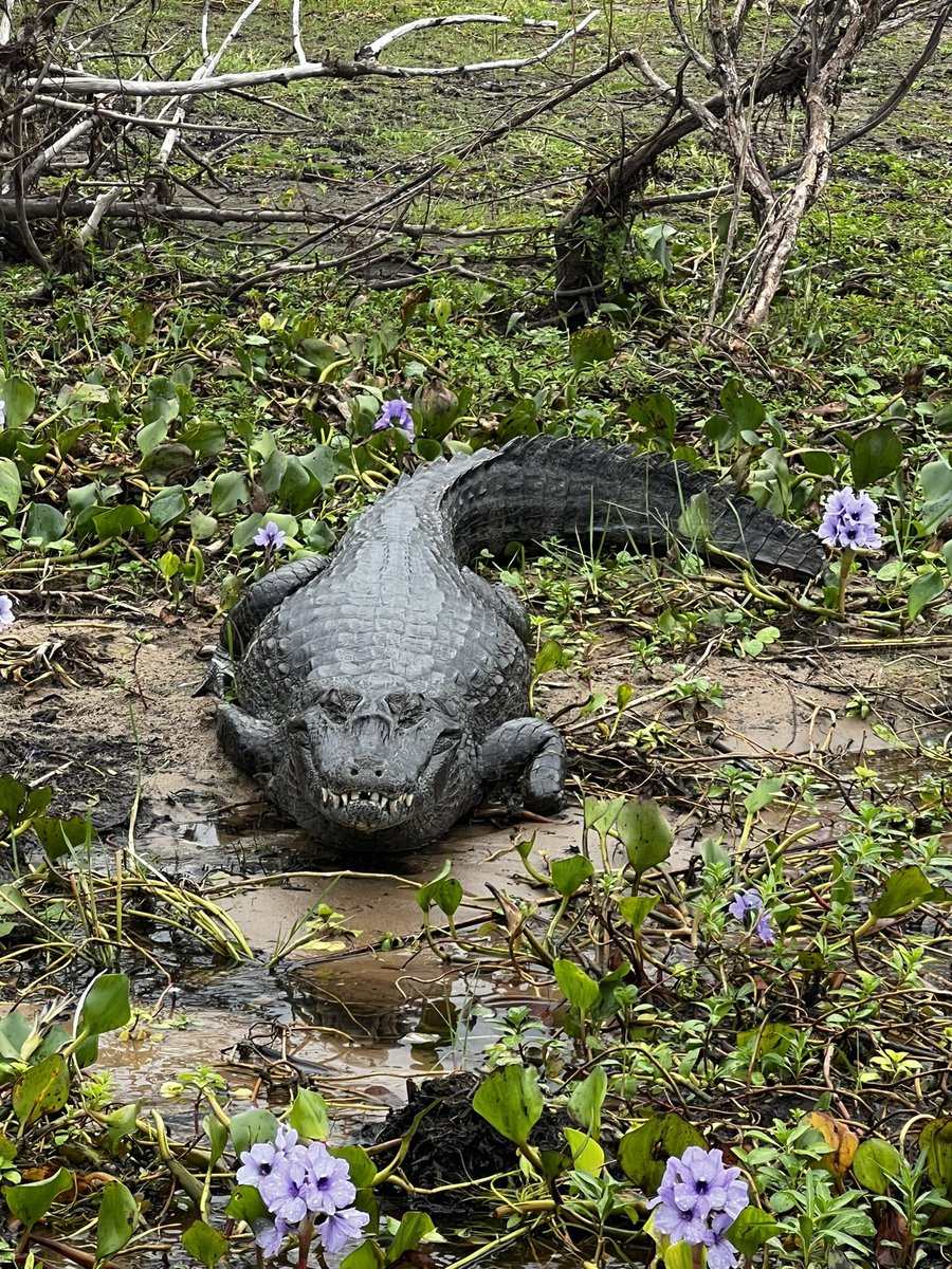 Sebastian Welisiejko tweet media