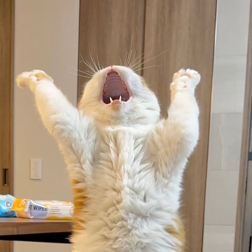 — 153cm tweet media