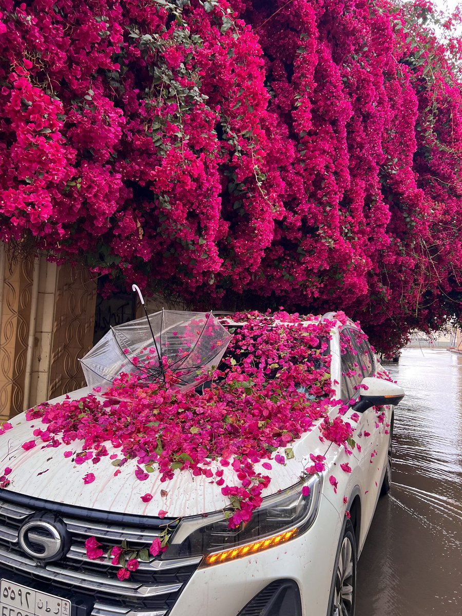 عبدالله tweet media