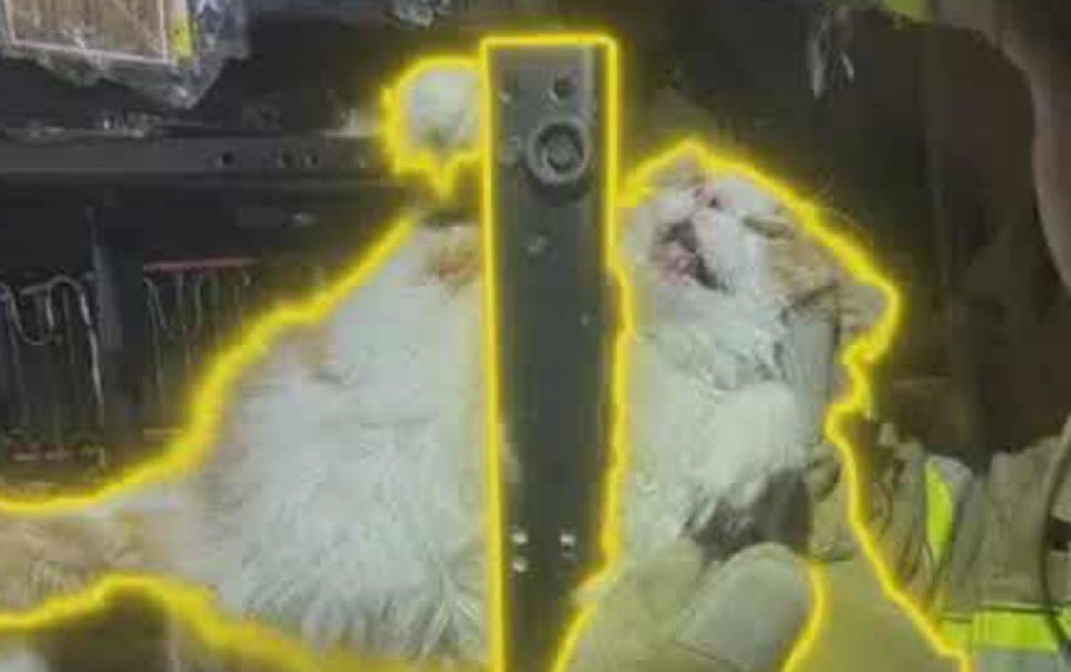 SPIL 𓅮 tweet media