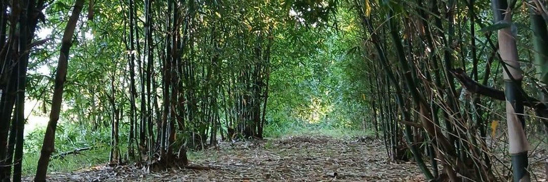 De locos! El #BNA hace hablar hasta los colchones para captar tus dólares y te paga una tasa del 6% anual. 
A nosotros, financiarnos sustentados en más de 200 Mil palos de Bambú, nos cuesta atraer inversores, aún ofreciendo una Tasa de 16%. #BPAC25..
NO LO SABIAS? IG:@gruppmepar