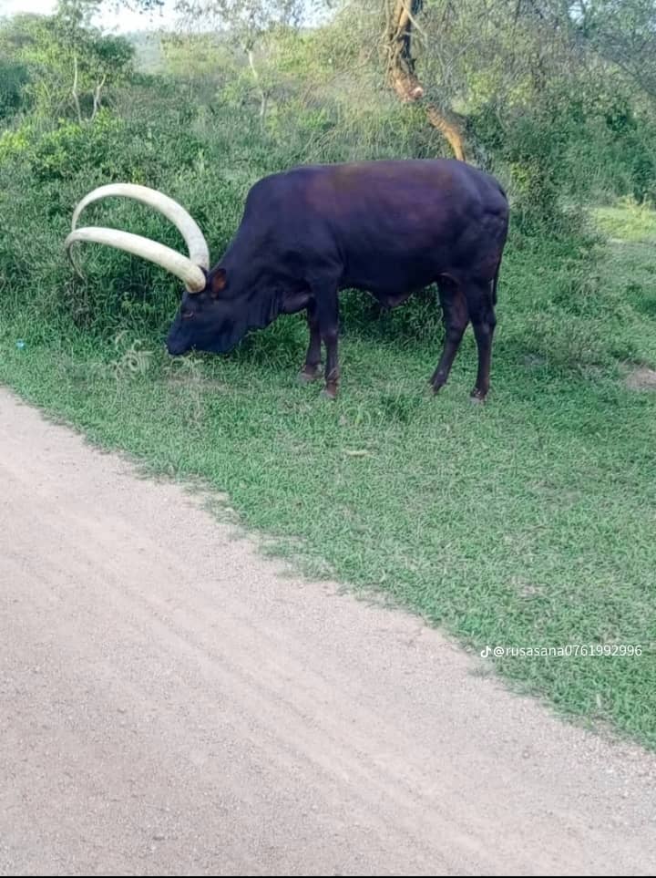 Dr Kwaigura Micheal tweet media