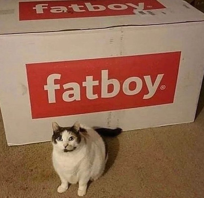 Punch Cat tweet media