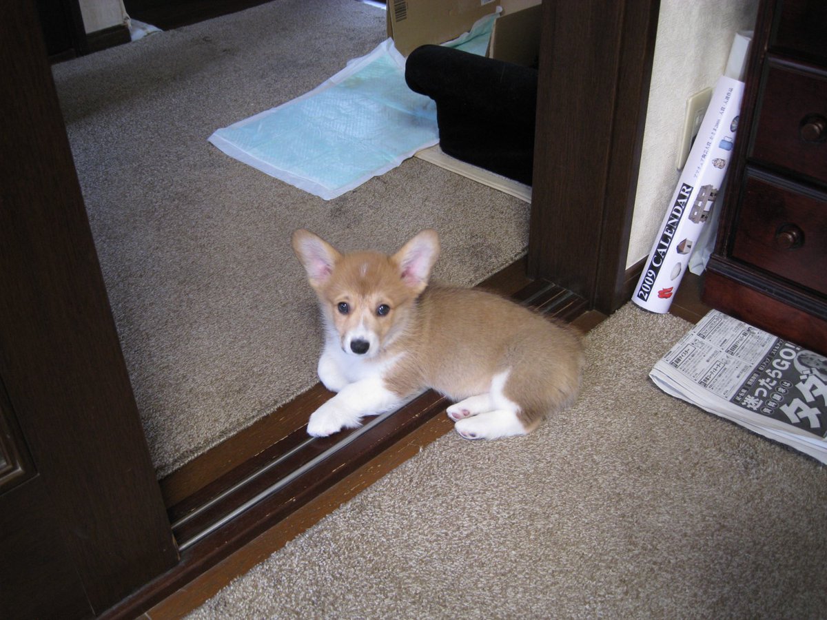 むっちりBodyコーギーのコロ助 tweet media