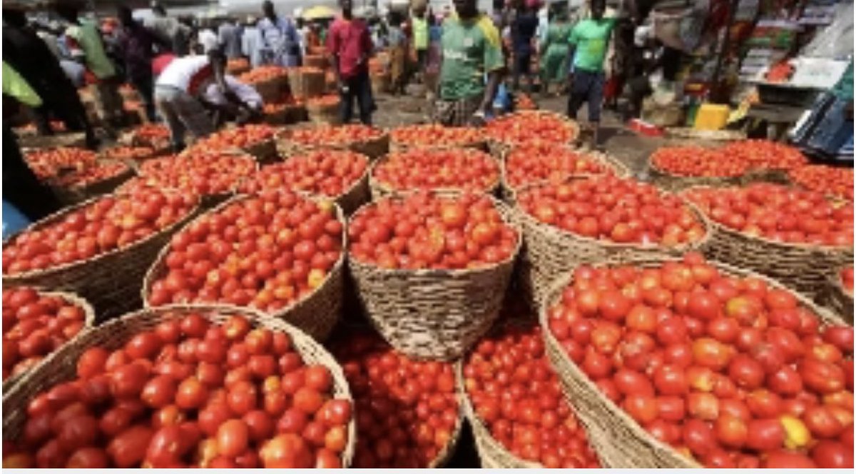 Tomato Crisis: $20 million lifeline secured to tackle looming problem

ghanaweb.com/GhanaHomePage/…

#worldbank  #fsrpgh #tomato