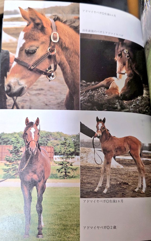 Admire Wooly 🔞 | アドマイヤモコモコ tweet media