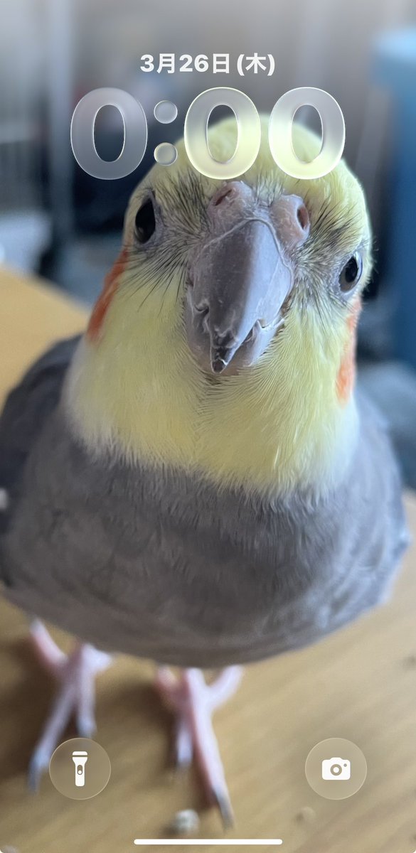 いんこらぶ(あ~ちゃん)🐥🫶💕︎︎ tweet media