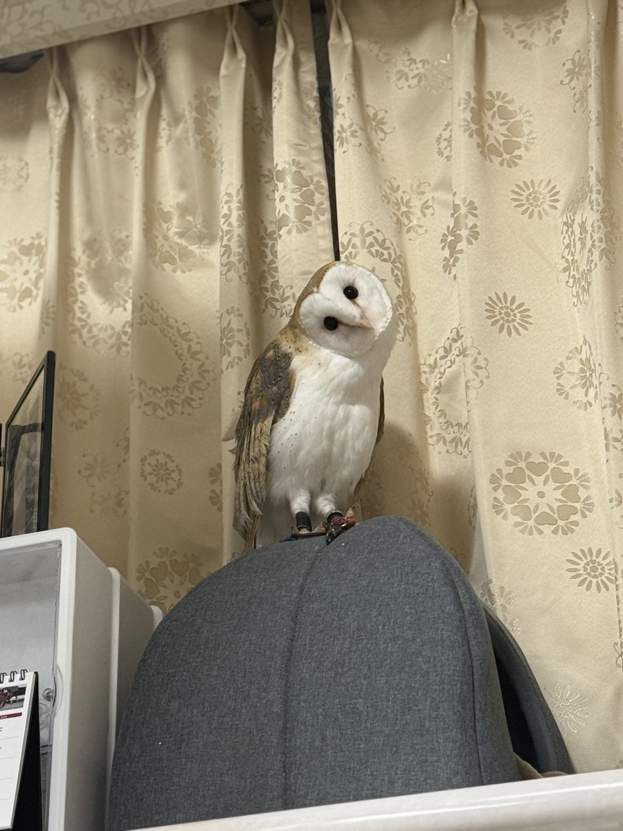 銀紙🦉 tweet media