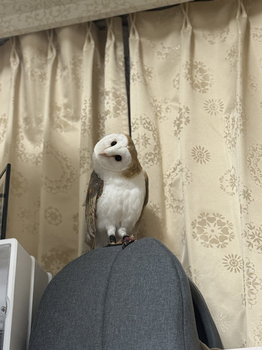 銀紙🦉 tweet media