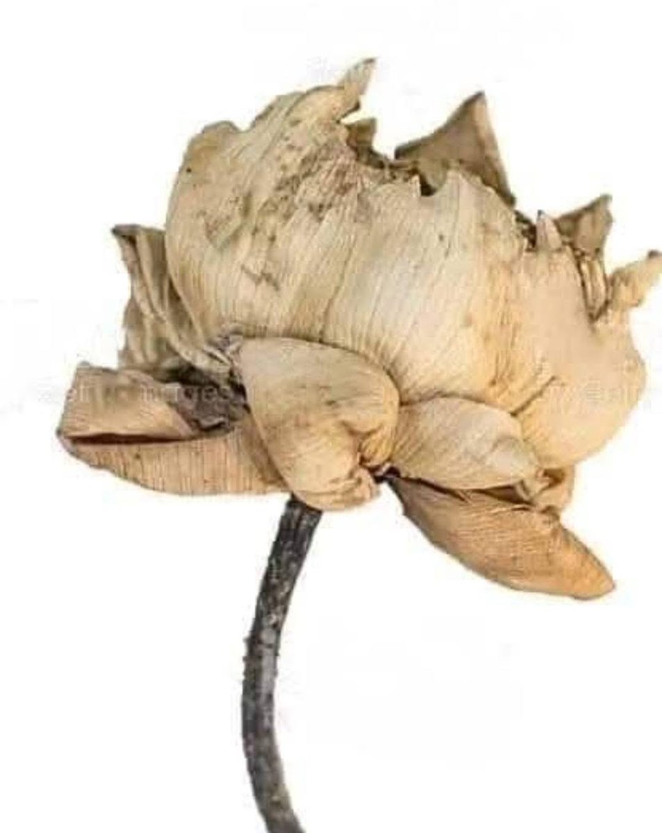 Surya Xavier tweet media