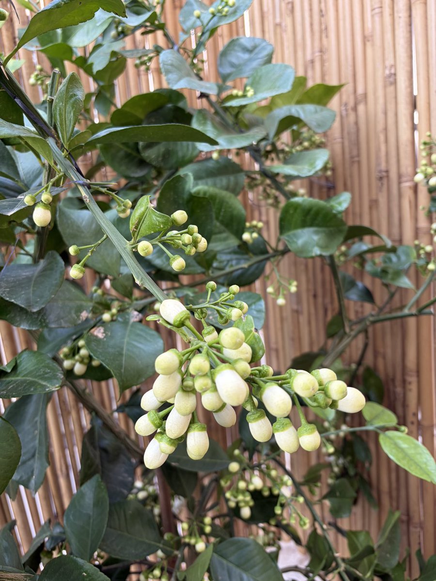 רותה🪻 tweet media