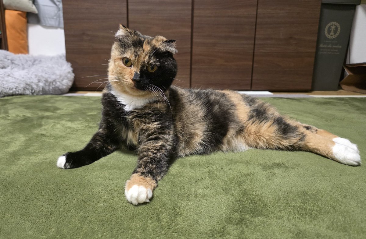 深川緑(しんせんりょく) tweet media