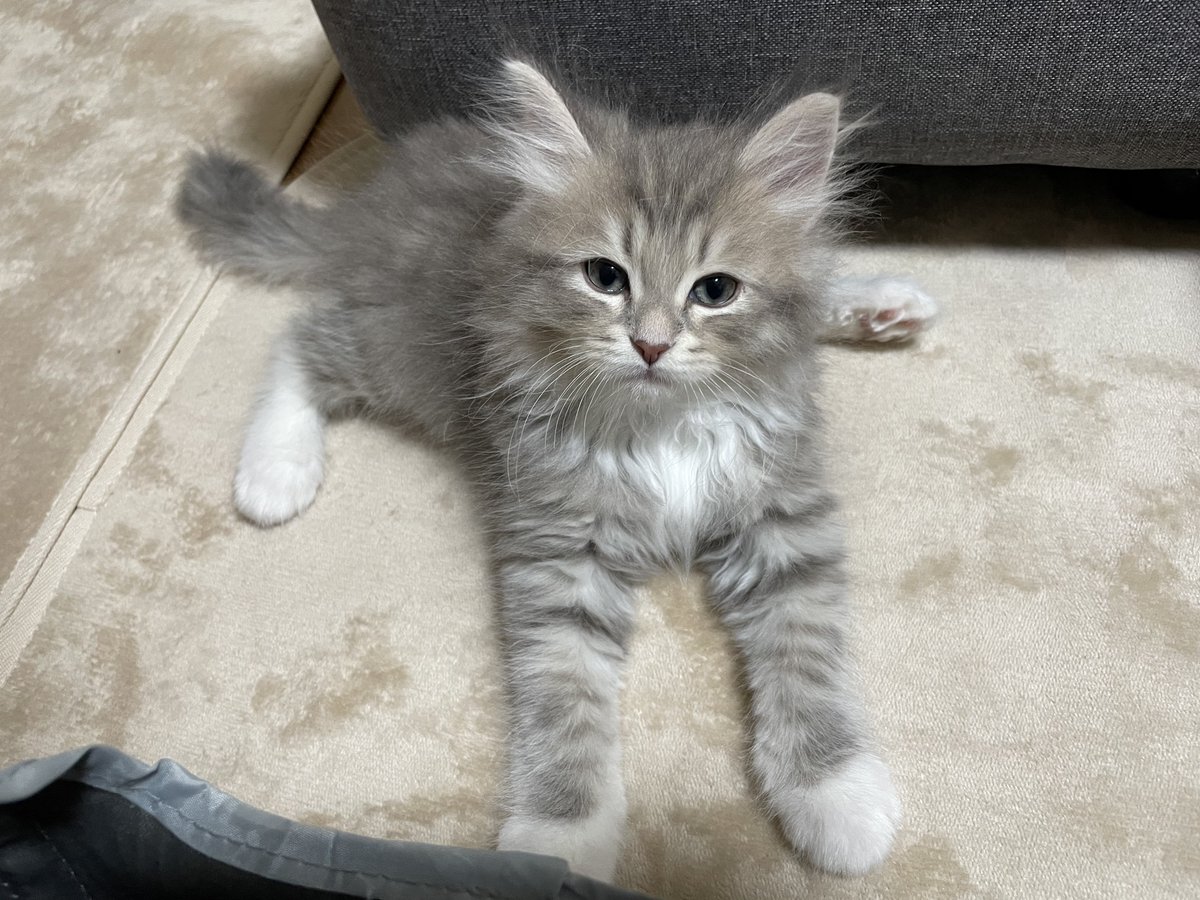 𝚈𝚞𝚞𝚗𝚊 tweet media