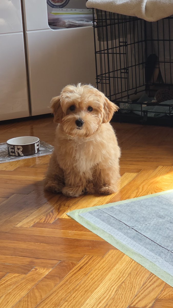 milica 🦔 tweet media