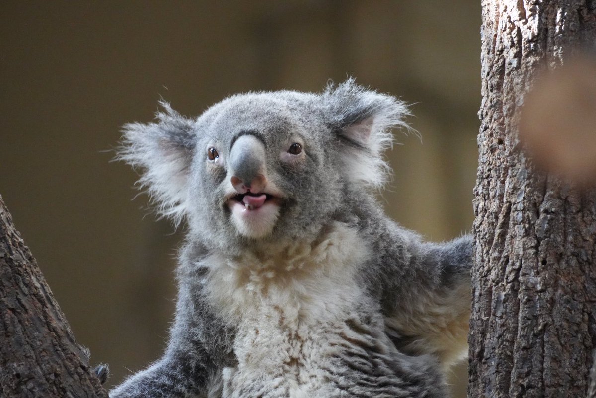 ﾁｬﾝｱｶ tweet media