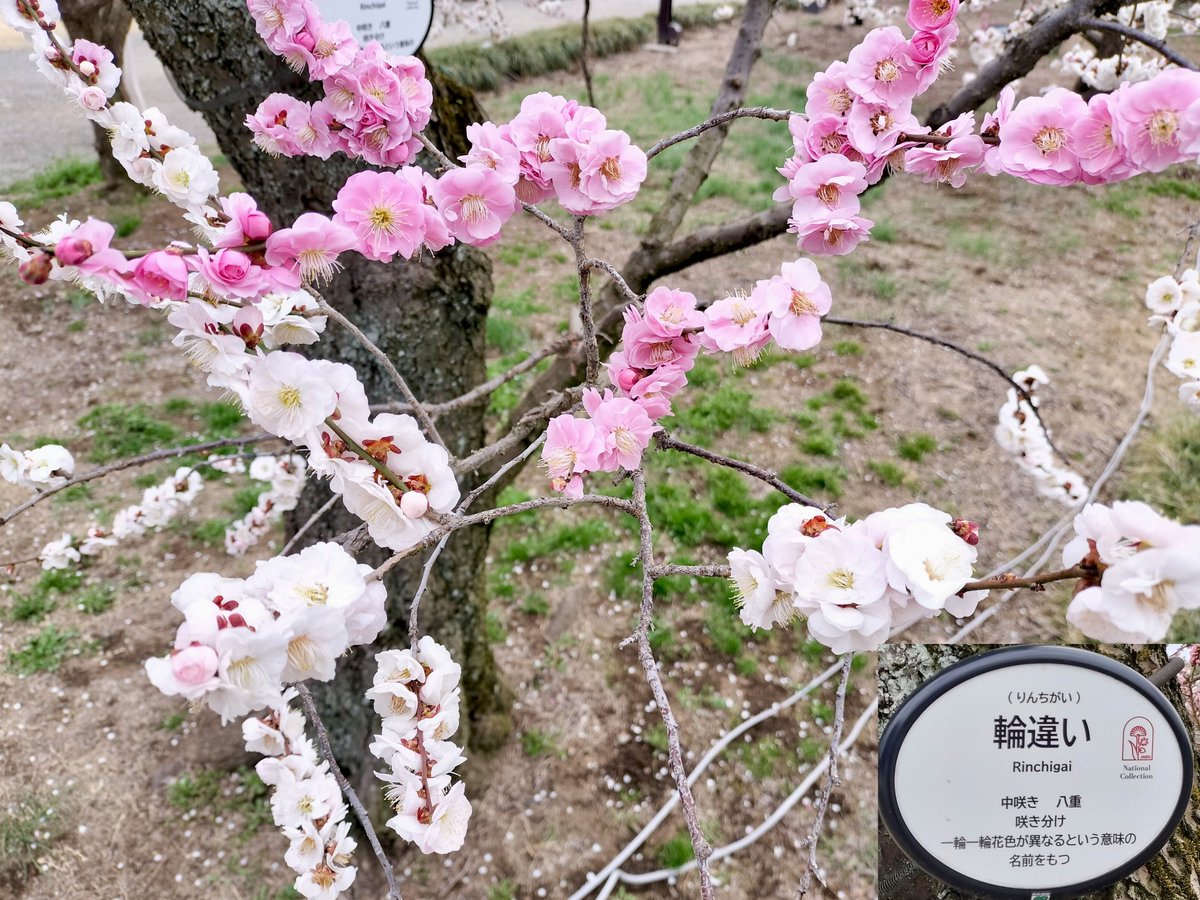 🍛hideji🥄@ハッピーきくらげパラダイス tweet media