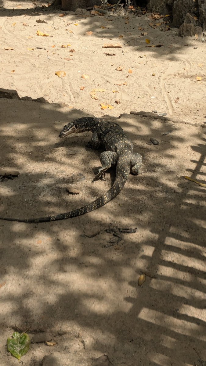 くみ🔰英語が話せる自信と自由を手に入れる🌈初心者🔰英語コーチ tweet media