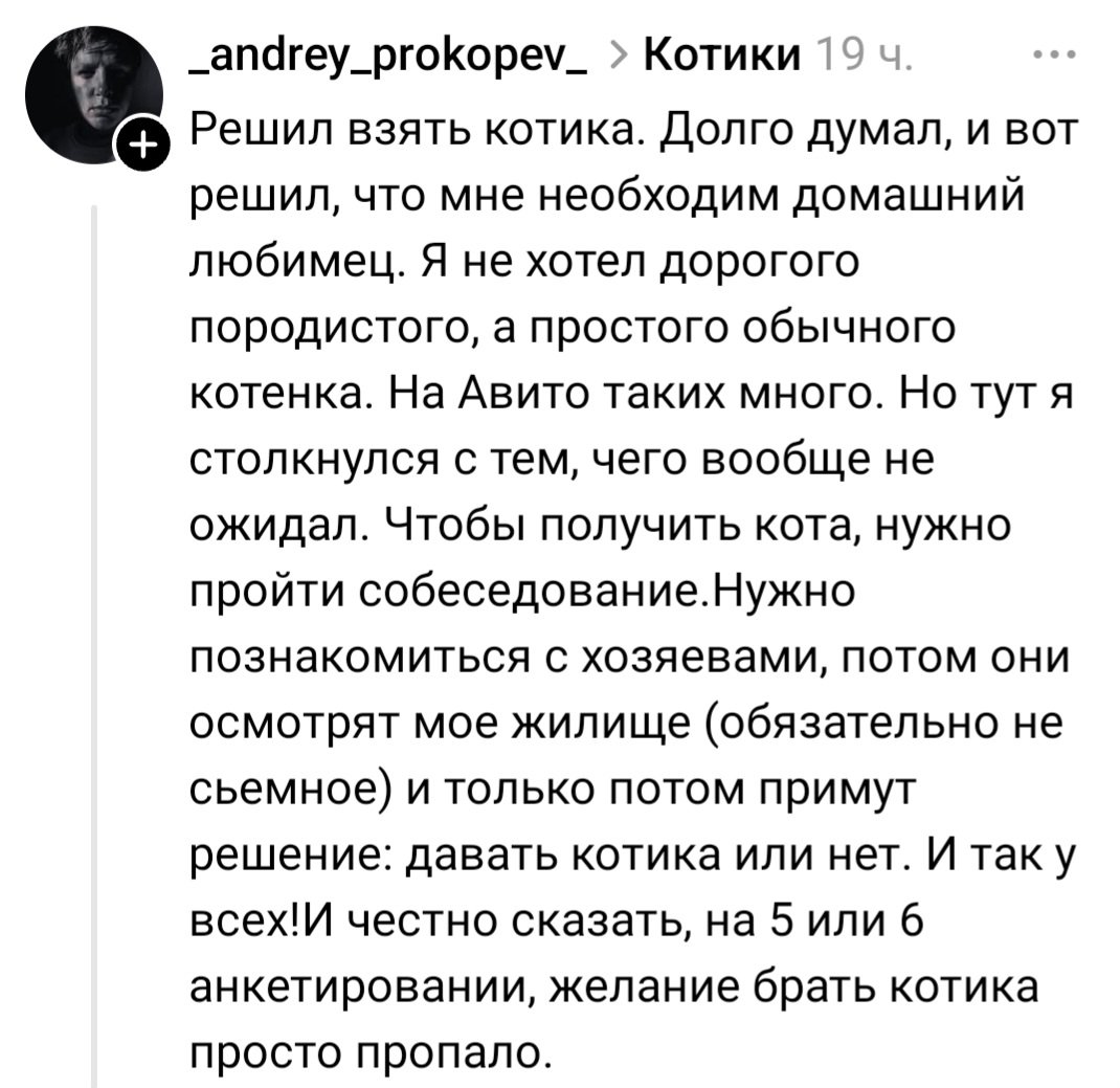 Мрак и котики 🐾 tweet media