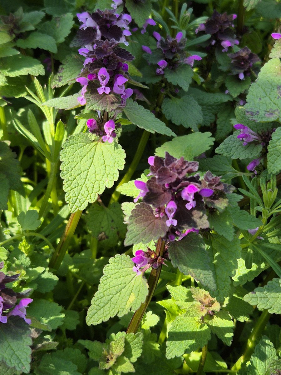 Лоана tweet media