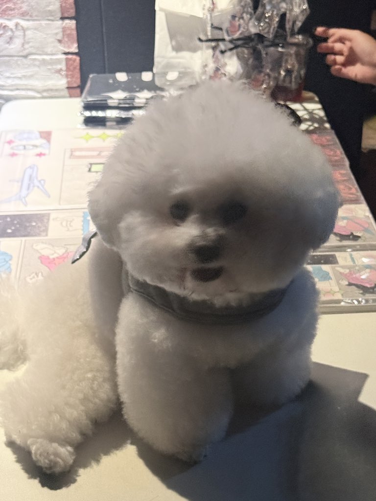 titi ｡｡ tweet media