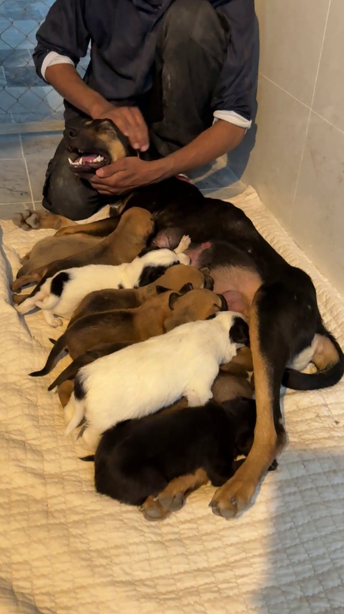 Tahira Animal Welfare Foundation - TAWF tweet media