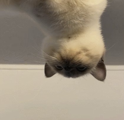 Alexander Gasparini tweet media