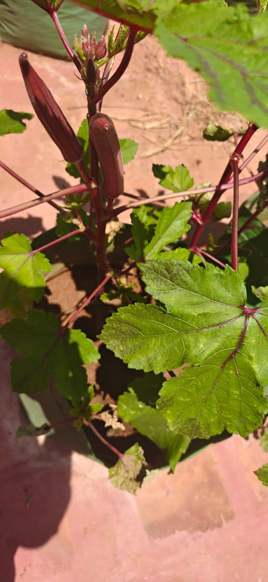 AcicKif's tweet photo. 🌱Fresh Red Ladies Finger (Red Okra) harvested from our ACIC-KIF Rooftop Garden🌿 https://t.co/L1vZoaVVzL