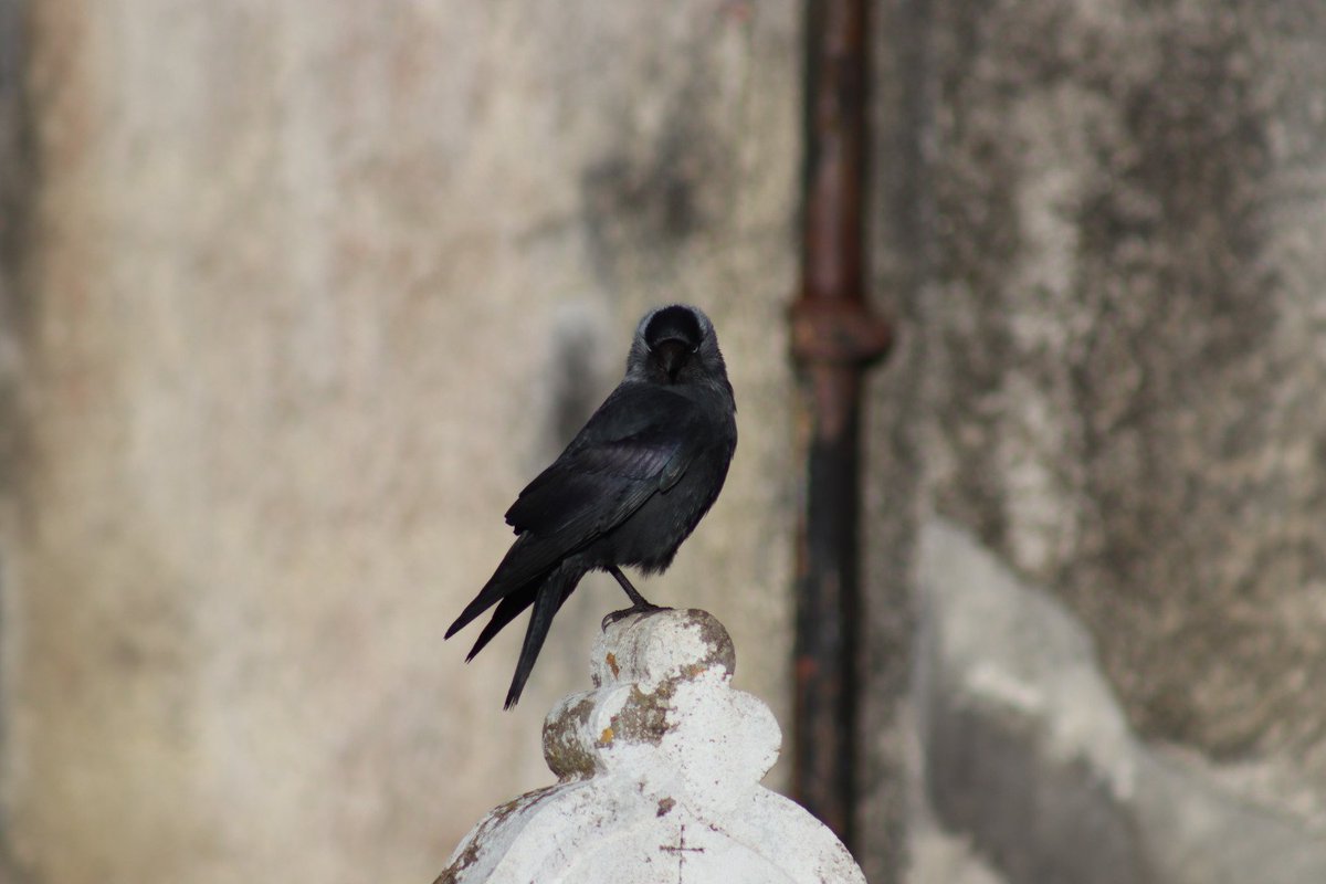 BM Malone tweet media