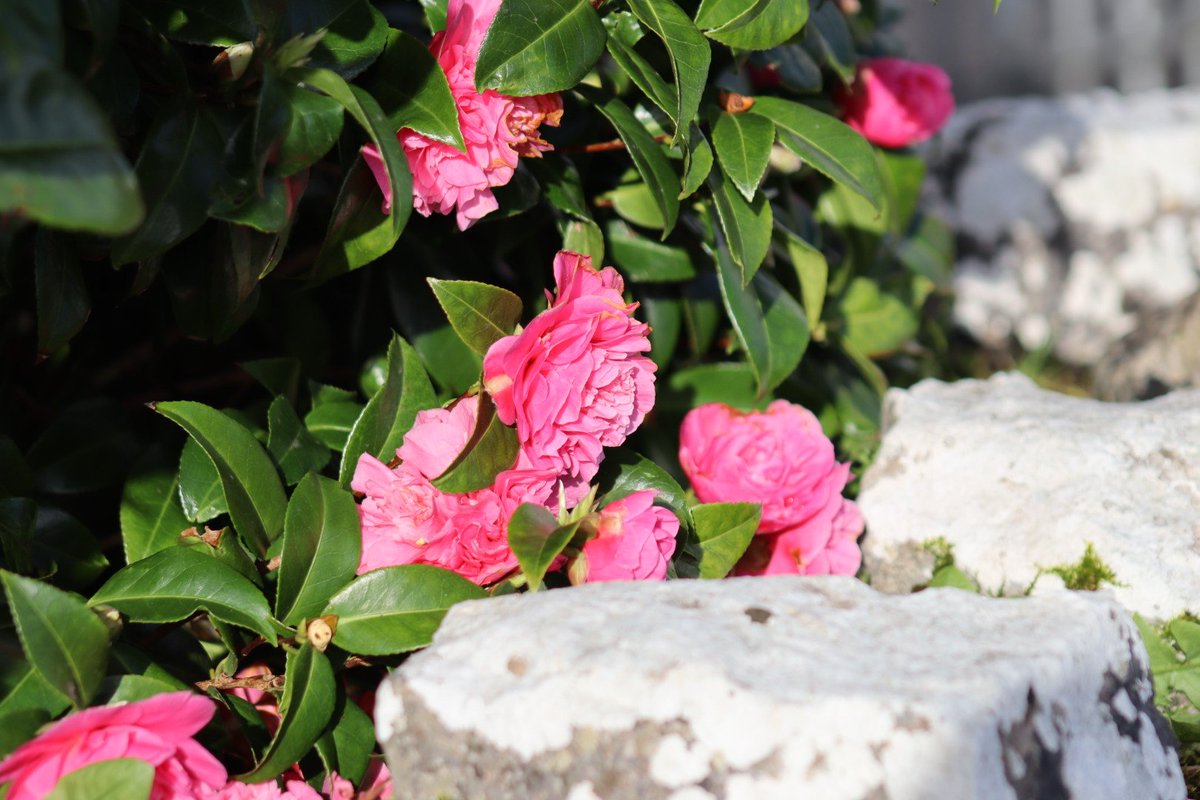 BM Malone tweet media