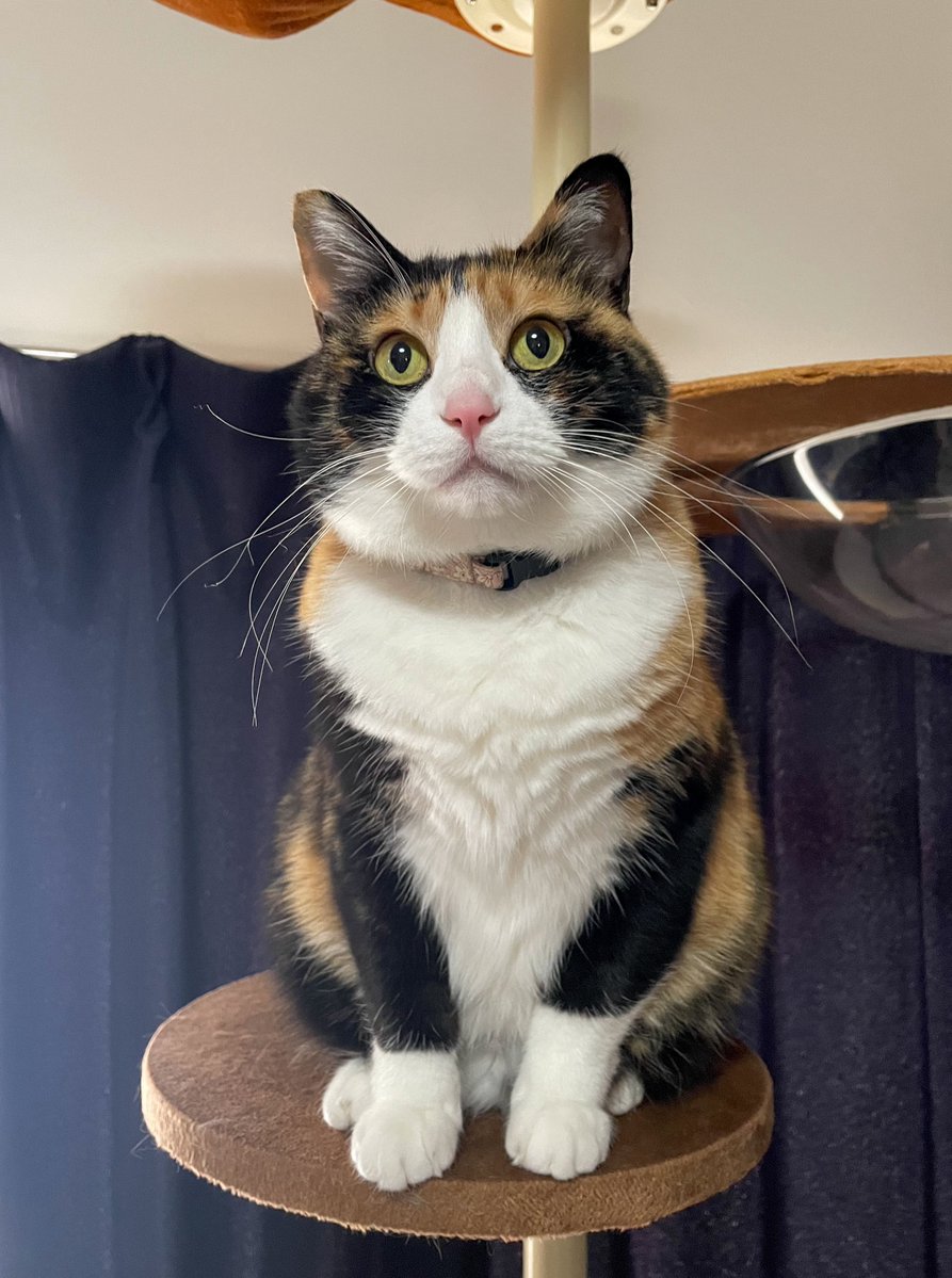 にびたび tweet media