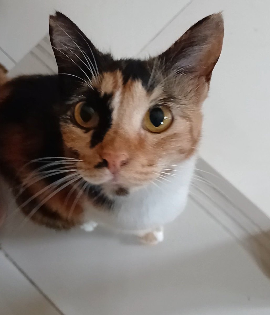 Alistair tweet media