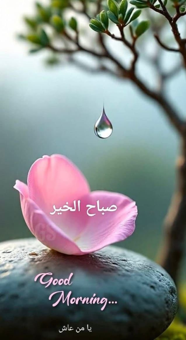 <a href="/abomustafa641/">أبو مصطفى</a>