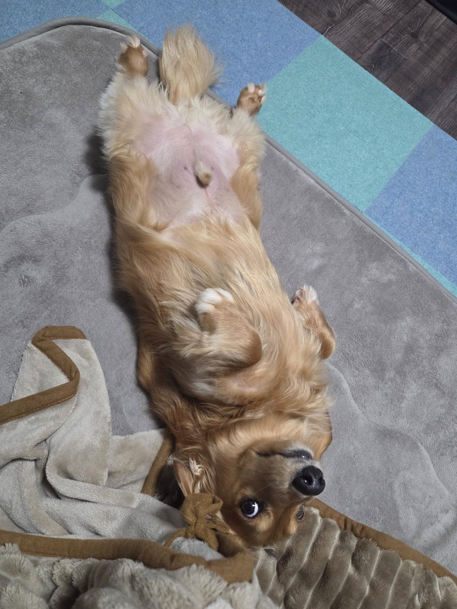 リ～くん歩くよ～…ﾄﾎﾞﾄﾎﾞ tweet media