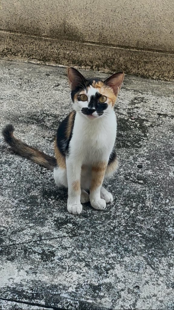 𑣲kittygang⊙⊝⊜💢🍓𝐀𝐑𝐈𝐑𝐀𝐍𝐆⟭⟬ tweet media