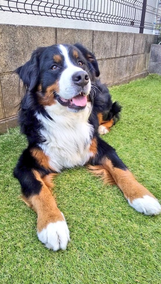 ここあ tweet media