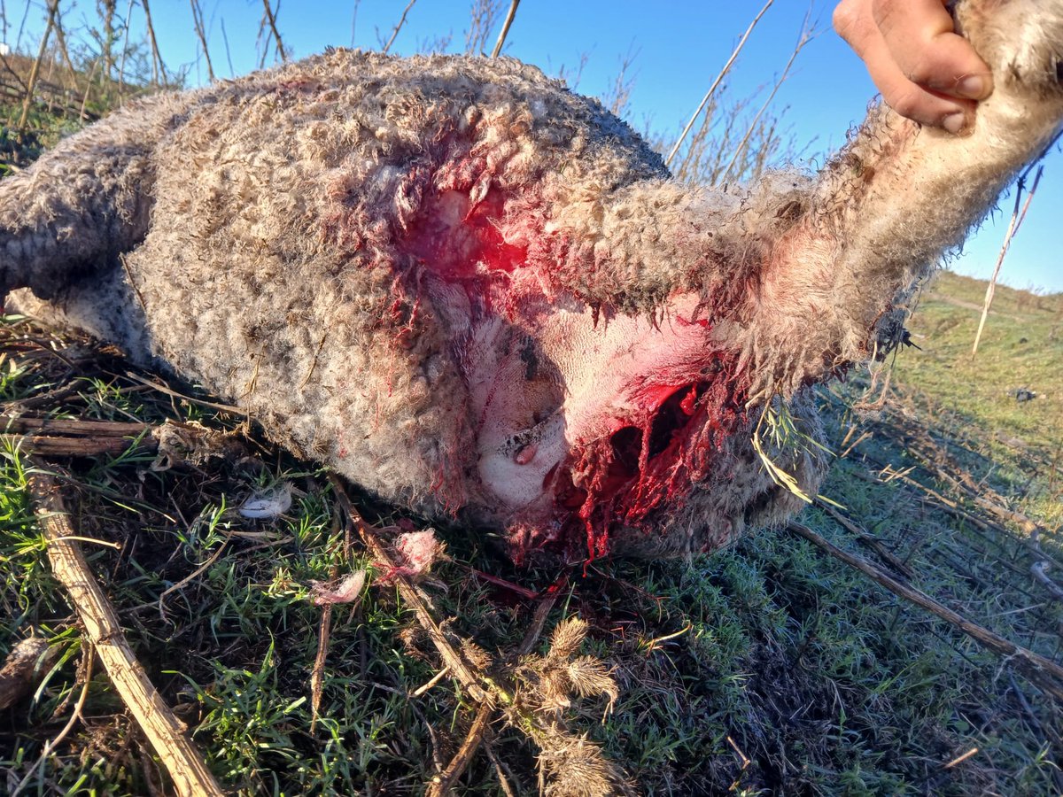 Alvaro Aguiar tweet media