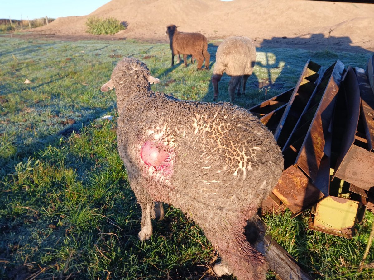 Alvaro Aguiar tweet media