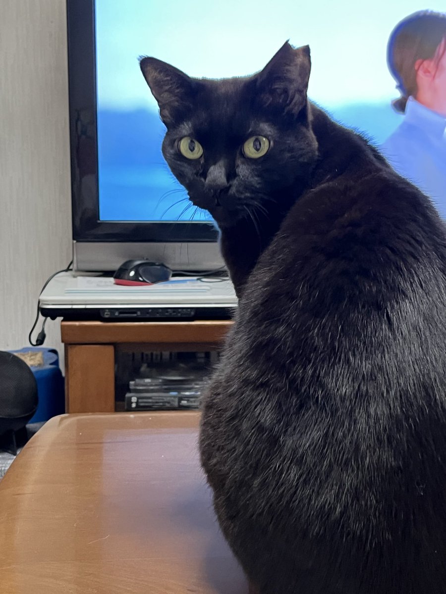 MCharchan's tweet photo. 見返りハンサムねこ https://t.co/9lmaXp4bwH
