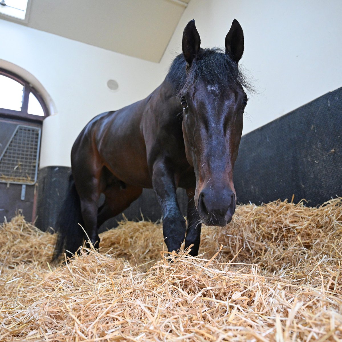 At The Races tweet media