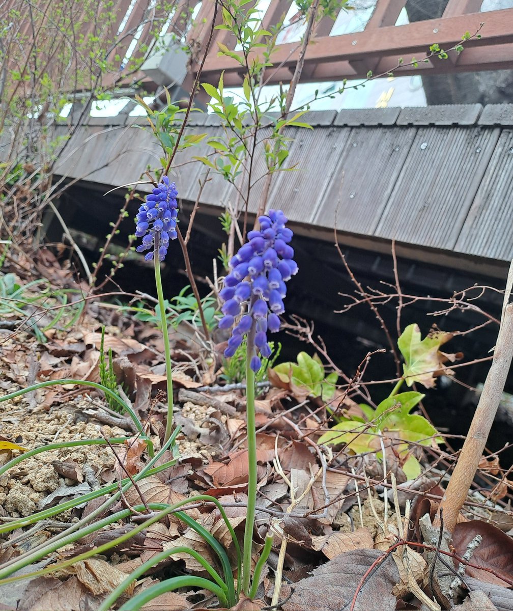 라모네 tweet media