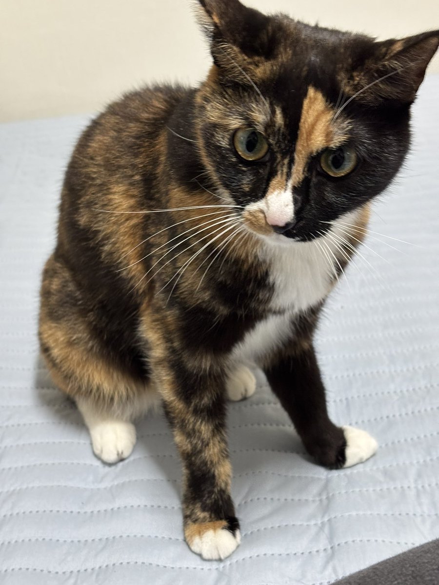 못 / 해든 tweet media