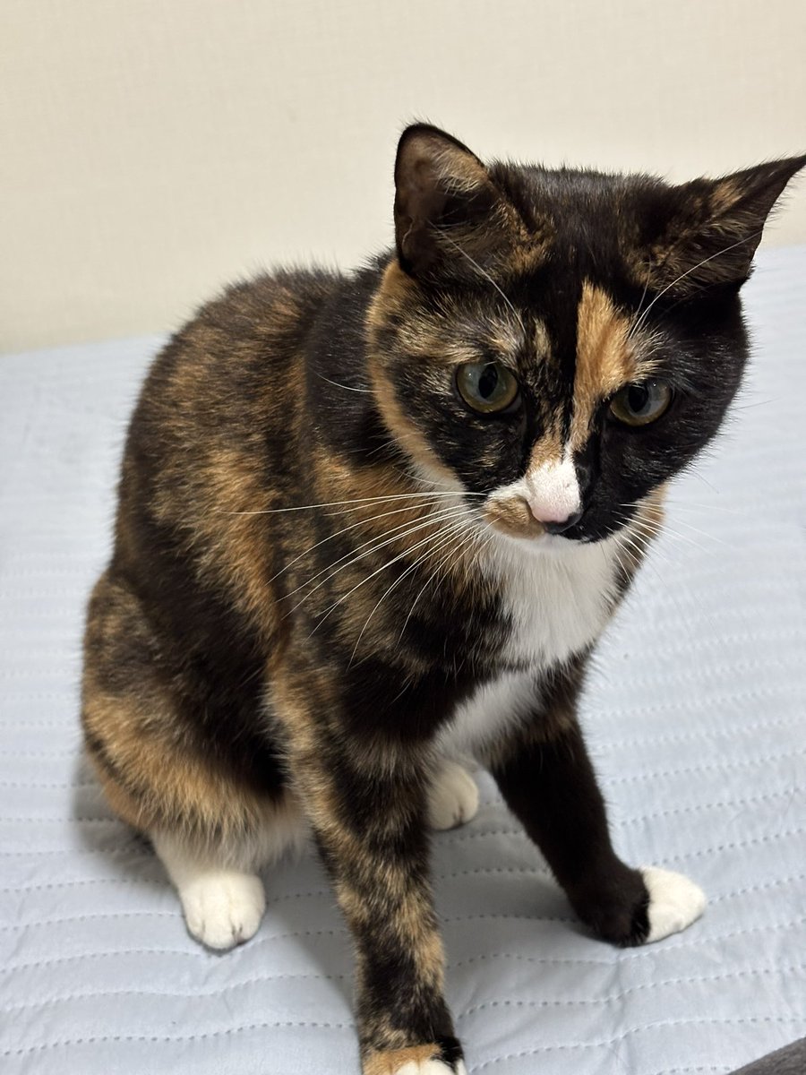 못 / 해든 tweet media