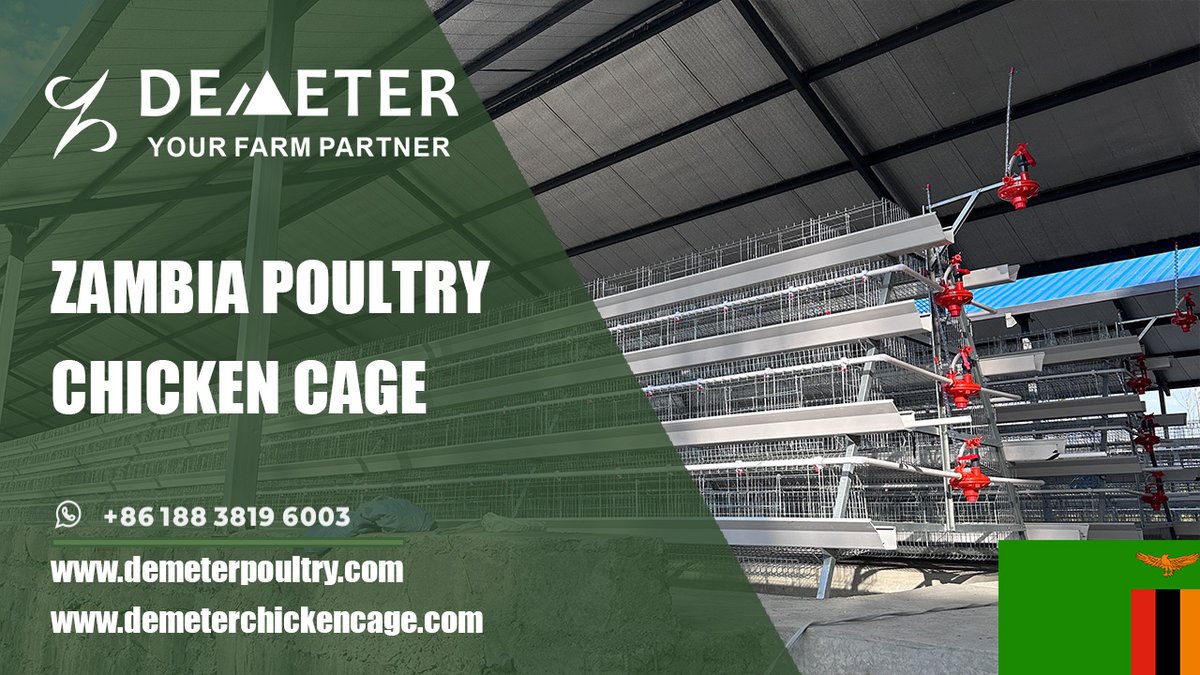 dmtchickencage's tweet image. A-Type Poultry Battery Cages for 10000 Layers in Zambia 

Location: Livingstone, Zambia
Farm Situation: 10,000pcs layer chickens
Cage Type: A-type 4-tier chicken cage
Shed size: 90*8*3.5m
Life Span: 15-20 years
WhatsApp: +86 188 3819 6003

#chickencagezambia #chickencage