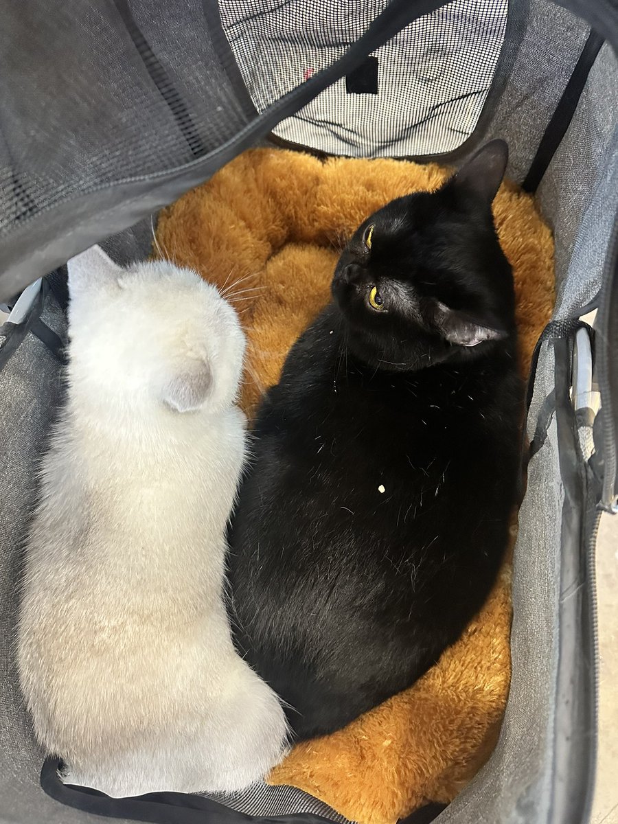 Keluarga Yuki tweet media