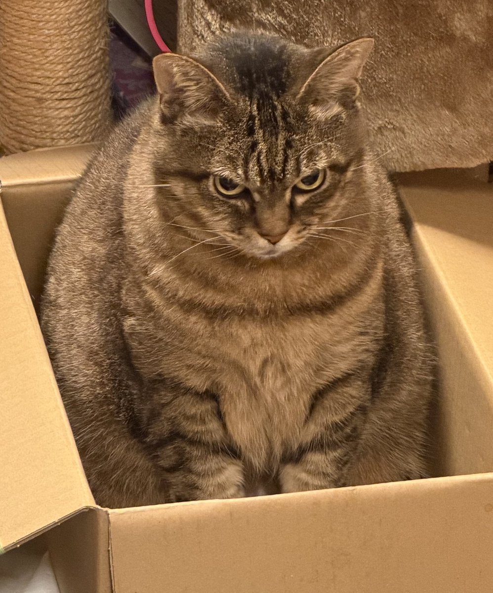 どっち tweet media