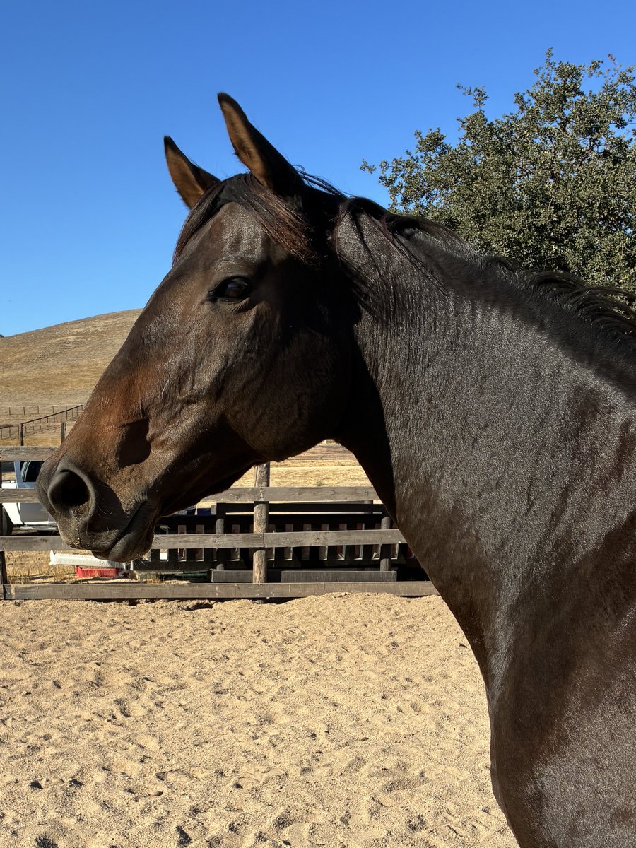 Glorious Alliance tweet media